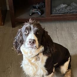 Mylan - English Springer Spaniel