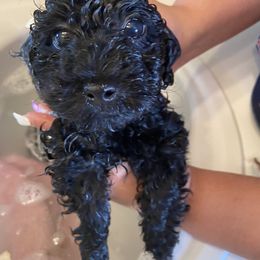 Maltese, Maltipoo, and Poodle Puppies from Healing Pawz LLC