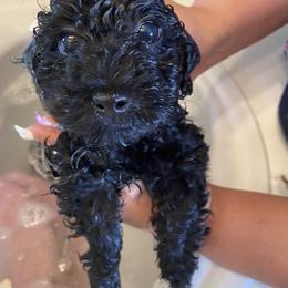 Maltese, Maltipoo, and Poodle Puppies from Healing Pawz LLC