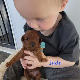 Jude - Red  male Poodle puppy in Montrose, Pennsylvania from Tales Of Joy