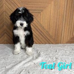 Teal Girl - Black female Goldendoodle puppy in Modesto, California from Two Doods Doodles