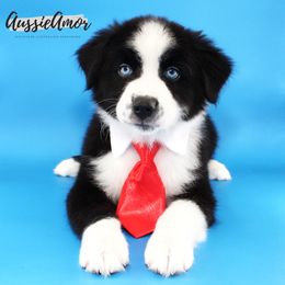 Black Bi Male 2- 2 Blue eyes - AKC - Black & white male Miniature Australian Shepherd puppy in Pinehurst, Texas from Aussie Amor