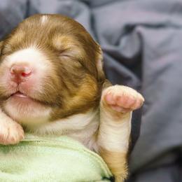 Rosalee - Red tri-color female Miniature American Shepherd puppy in Allentown, Pennsylvania from Great Companions MAS -Pennsylvania
