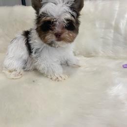 Boy 2 - Parti male Yorkshire Terrier puppy in Belpre, Ohio from Blackwoods Yorkies