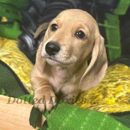 Augusta - Cream male Dachshund puppy in Havana, Florida from Dotted Doxies