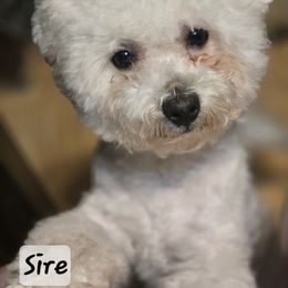 Bichon Frise All Grown Up from Abbott Animals