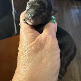 Chip - Black and tan male Chihuahua puppy in Beaumont, Texas from Anastasia’s Tiny Pupps