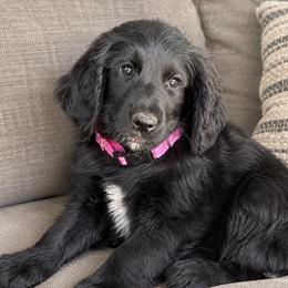 Medium Goldendoodle Girl - Black female Goldendoodle puppy in Dallas, Texas from Bishop Golden Doodles
