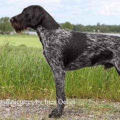Deutsch-Drahthaars from vom Cherry Creek Kennel