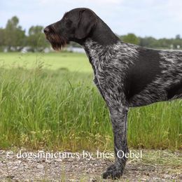 Deutsch-Drahthaars from vom Cherry Creek Kennel