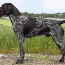 Deutsch-Drahthaars from vom Cherry Creek Kennel