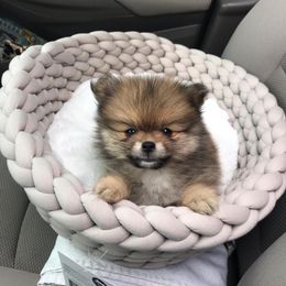 Pomeranian Puppies from Hope Mountain Pomeranians