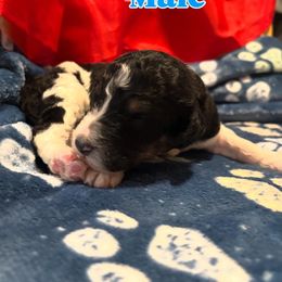 Bernedoodle Puppies from Goldhaly Peach Doodles