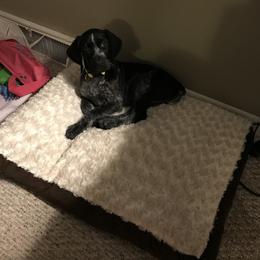 German Shorthaired Pointer Puppies from Temple Gun Dogs