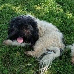 Max - Havanese