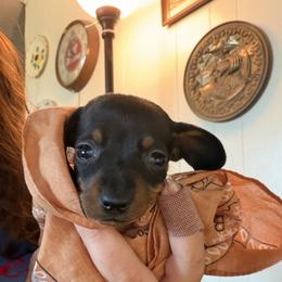 Cleo - Black and tan female Dachshund puppy in Athens, Texas from County Road Puppies