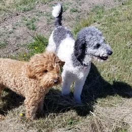 Goldendoodles from Cedar Park Farm Goldendoodles