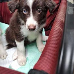 American Corgi and Border Collie Puppies from Duncan's Border Collies and Corgis