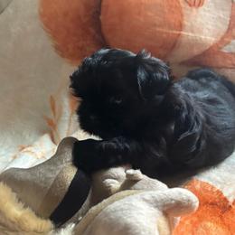 Peanut - Black male Shih Tzu puppy in Bluffton, South Carolina from Cuddly Coastal Cuties