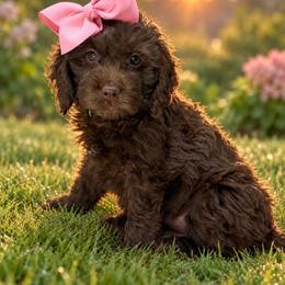 Terri - Chocolate female Australian Labradoodle puppy in Gladstone, Oregon from Beaver State Labradoodles
