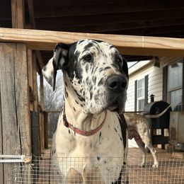 Dolly - Great Dane