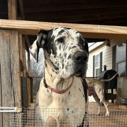 Dolly - Great Dane