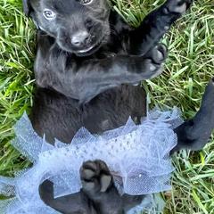 Double Doodles from Kelling Doodle Doods