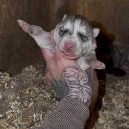Girl 2 - Gray and white female Siberian Husky puppy in Iron River, Wisconsin from Wiemeri Siberians