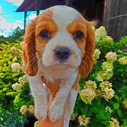 Apple - Blenheim female Cavalier King Charles Spaniel puppy in Watsontown, Pennsylvania from Huntsman Cavaliers