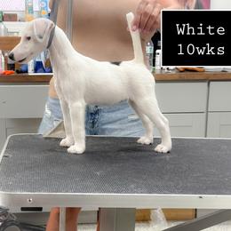 Mia - White black and tan female Smooth Fox Terrier puppy in Henryville, Indiana from Tregoad/Foxgift Smooth Fox Terriers