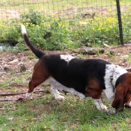 Charm - Basset Hound