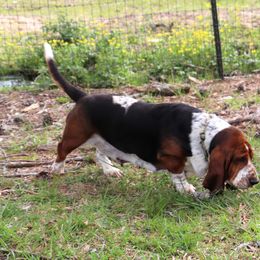 Charm - Basset Hound
