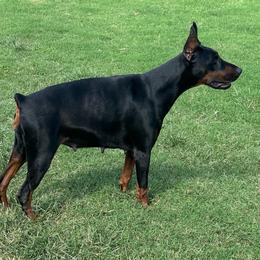 Xena - Doberman Pinscher