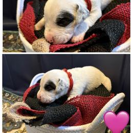 Flare - White and black female Dalmatian puppy in Des Moines, Iowa from Spot Splattered Dalmatians