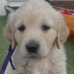 Sky - Golden female Golden Retriever puppy in Fresno, California from Warwick’s Central California Goldens
