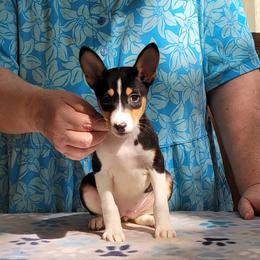 Girl 2 - female Basenji puppy in Austell, Georgia from Sherwood Basenjis