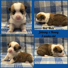 Red male - Red male Pembroke Welsh Corgi puppy in Stephenville, Texas from Rising JM Pembrokes