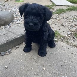 Miniature Schnauzer Puppies from Four Seasons Schnauzers