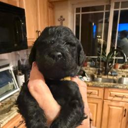 Yellow Collar - Black female Goldendoodle puppy in Jacksonville, Florida from Southern Goldendoodles