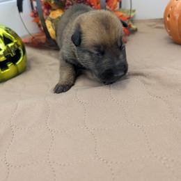 Boy 2 - Mahogany male Belgian Malinois puppy in Paynes Corner, Virginia from Von-Zito Belgian Malinois