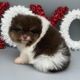 Hermione - Chocolate parti female Pomeranian puppy in Newark, Ohio from Keeperofstars Pomeranians