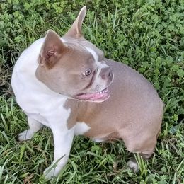 Boston Terriers, Cockapoos, and Yorkipoos from Little Paws