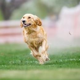 Agnes - Golden Retriever