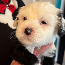 Fairy - Black and white female Tibetan Terrier puppy in Medford, New Jersey from Arkeden Tibetan Terriers