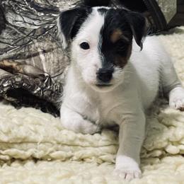 Border Terrier and Jack Russell Terrier Puppies from Dig Em Out Terriers / Twin Willow Borders
