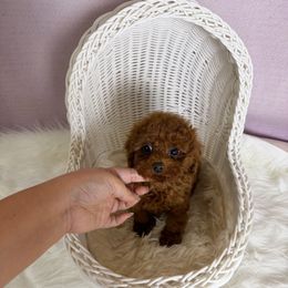 Kasa(AKC tiny) - Red  female Poodle puppy in Moreno Valley, California from Yanni's Poodle