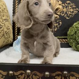 Denim - Blue and tan female Dachshund puppy in Collins, Georgia from Liberty Longhair Dachshunds