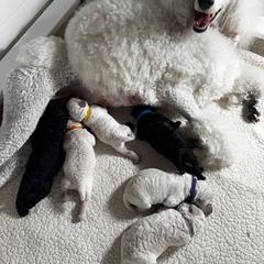 Poodle Puppies from Singita Standard Poodles