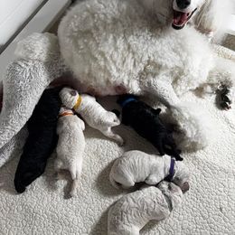 Poodle Puppies from Singita Standard Poodles