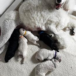 Poodle Puppies from Singita Standard Poodles